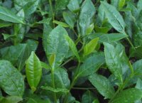 番茄潛葉蛾最佳防治方法？