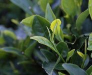 嶗山陰陽茶的功效與作用(青島陰陽茶)