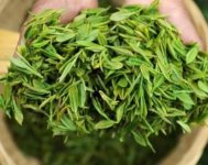 茶樹產量高嗎？一畝產多少斤？